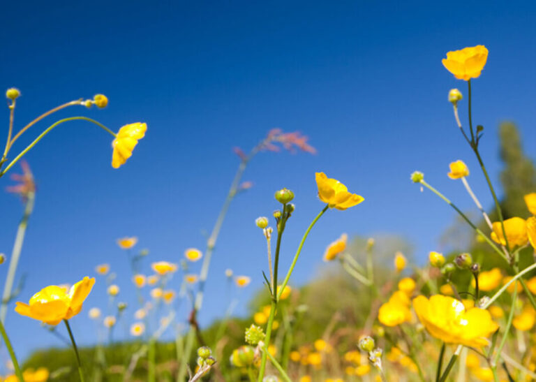 buttercups-24865.jpg