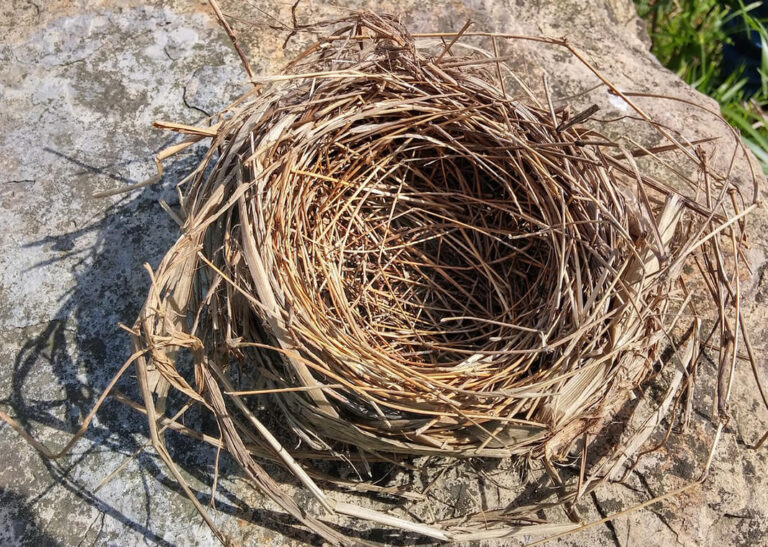 empty-bird-nest-1068x760-1.jpg