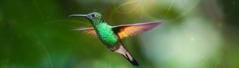 hummingbirdmeaning.jpg