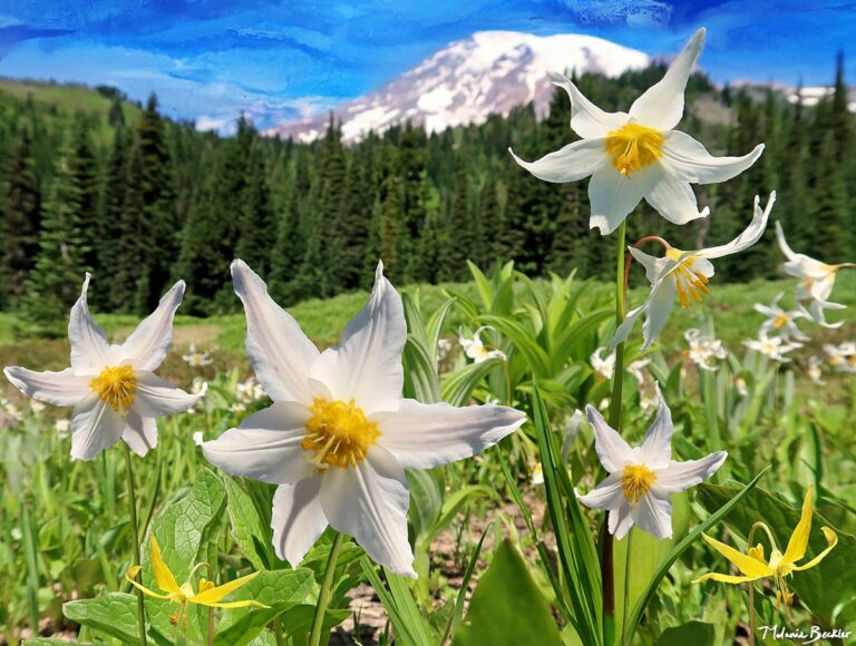 wildlilies.jpg