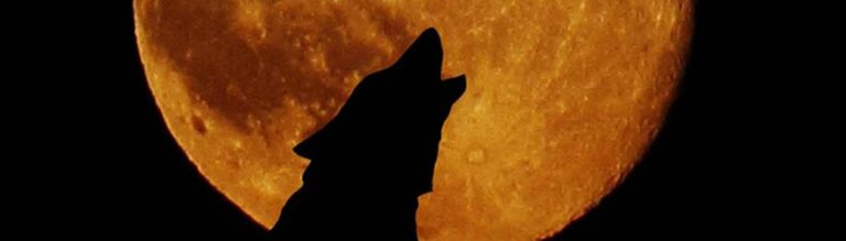 wolfmoon.jpg
