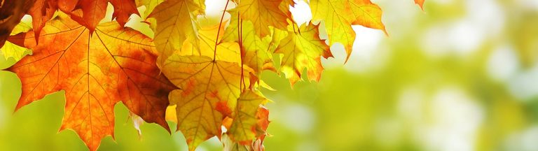autumn.jpg