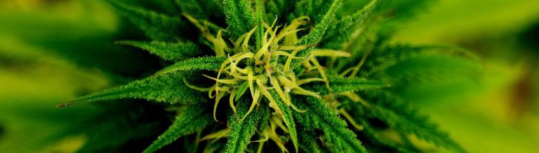 marijuana-and-spirituality.jpg