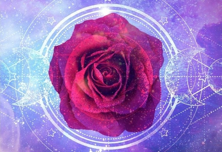 rose.jpeg