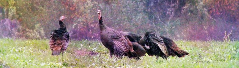 turkey-symbolism.jpg