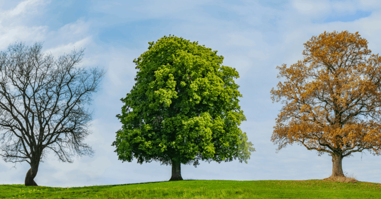 Trees-in-different-seasons.png
