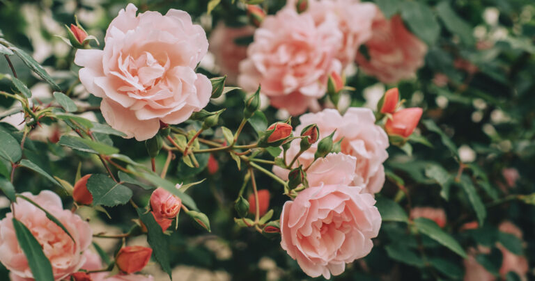 dont-pick-flower.jpg