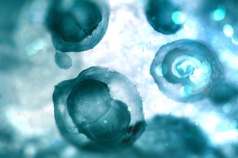 Embryos_Credit_Andrii_Vodolazhskyi_CNA.jpg