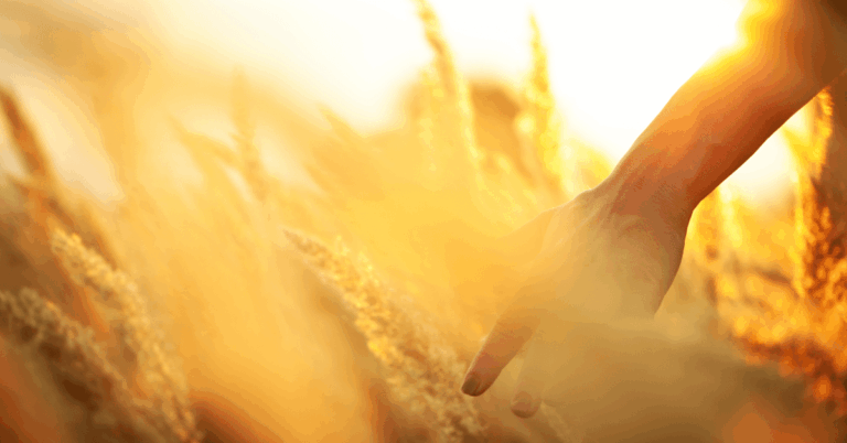 Farmer-Hand-in-the-Wheat-Field.png