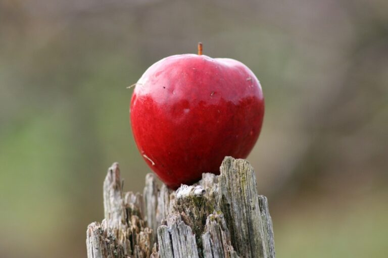 apple-345170_1280-e1453700947213.jpg